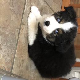 Miniature Australian Shepherd Puppies from Copper Line Aussies