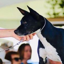 Rat Terriers from Kicking Bear