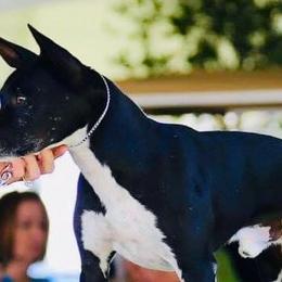 Rat Terriers from Kicking Bear