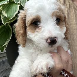 Reef- Brown Collar Boy - male Cavapoochon puppy in Clementon, New Jersey from PitterPatterPuppiesNJ