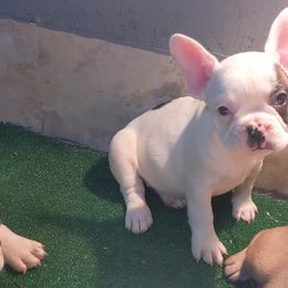 French Bulldog Puppies from G & K Frenchies LLC