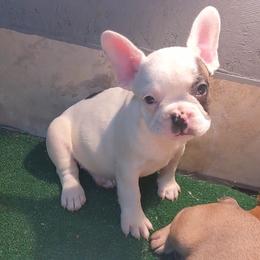 French Bulldog Puppies from G & K Frenchies LLC