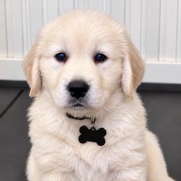 Rex Black boy Collar - Light golden male Golden Retriever puppy in Fresno, California from Warwick’s Central California Goldens