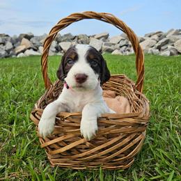 Skye - Liver white and tan female English Springer Spaniel puppy in Columbia, North Carolina from Columbia Spaniels