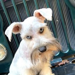 Ozark - Miniature Schnauzer
