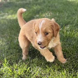 Pie - Red male Bernedoodle puppy in Springville, Utah from Oodles of Bernedoodles