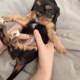 Cavalier King Charles Spaniel and Cavapoo Puppies from Unicorn Tears and Cavaliers