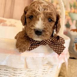 Croissant - Brown male Cavapoo puppy in Dickerson, Maryland from Pawsome Aussie Doodles and Oodles