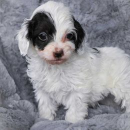 Ford - Brown and white male Cockapoo puppy in Ellensburg, Washington from Dawn to Dusk Cockapoos
