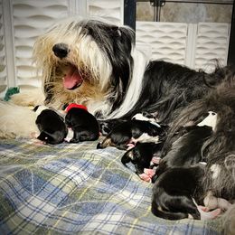 Bearded Collie and Border Collie Puppies from Beloved Bearded & Border Collies