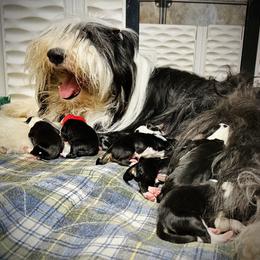 Bearded Collie and Border Collie Puppies from Beloved Bearded & Border Collies