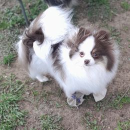 Pheobe - Pomeranian