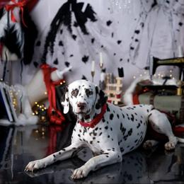 Wanda - Dalmatian