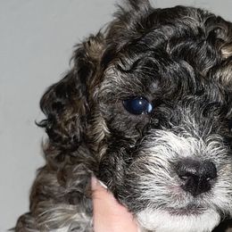 Boy 2 - Poodle puppy in Miami Dade County, Florida from RoyalPaws_Miami