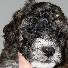 Boy 2 - Poodle puppy in Miami Dade County, Florida from RoyalPaws_Miami
