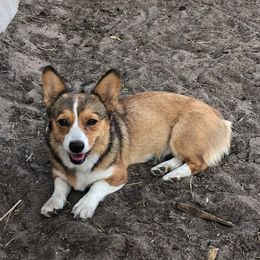 Bailey - Pembroke Welsh Corgi