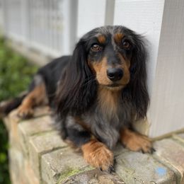 Luna  - Dachshund