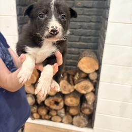 Lo'ak - Black and white male Border Collie puppy in Taylor, Arizona from Vowell Farm Border Collies