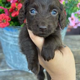 Solid chocolate - Chocolate male Dachshund puppy in Payette, Idaho from NT Mini Doxies