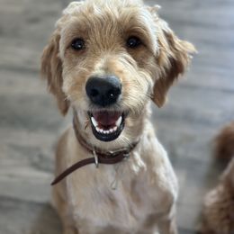 Meadow - Goldendoodle