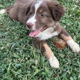 Firefly ASDR - Red tri-color female Australian Shepherd puppy in Johnson City, Tennessee from St. Isidore's Australian Shepherds