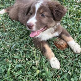 Firefly ASDR - Red tri-color female Australian Shepherd puppy in Johnson City, Tennessee from St. Isidore's Australian Shepherds