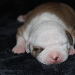American Pit Bull Terrier Puppies from Mika Tica Kennels