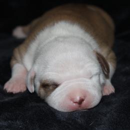 American Pit Bull Terrier Puppies from Mika Tica Kennels