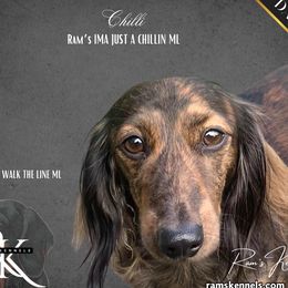 Chili - Dachshund