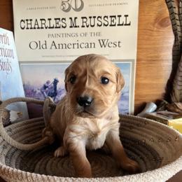 Purple - Golden female Golden Retriever puppy in Leadore, Idaho from Gunsight Goldens