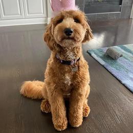 Nala - Goldendoodle
