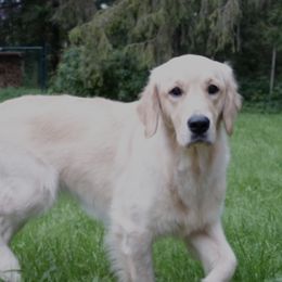 Poppy - Golden Retriever