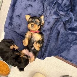 Pink Collar - Blue and gold female Yorkshire Terrier puppy in York County, Pennsylvania from Diamond in a Rough Yorkies