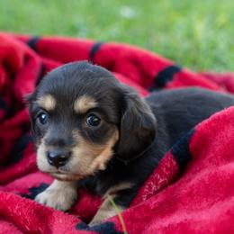 Cranberry - Cream female Dachshund puppy in Perry, Florida from EntityDachs