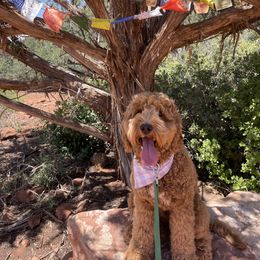 Aussiedoodle and Goldendoodle Puppies from Garside Doodles