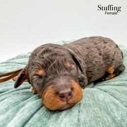 Stuffing - Blue merle female Bernedoodle puppy in Sunman, Indiana from Brunsman Country Doodles LLC