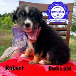 BTM blue collar - Black tri-color male Australian Shepherd puppy in Greenville, Texas from Amandas Aussies
