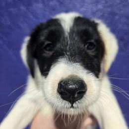 Male pup 1 - White and black male Smooth Fox Terrier puppy in Lake City, Florida from Providence Kennels