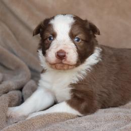 Kash - Green collar - Red male Border Collie puppy in Courtland, Alabama from C Bar C Ranch Border Collies