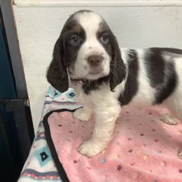 Girl 2 pink collar - English Springer Spaniel puppy from Stratton Spaniels
