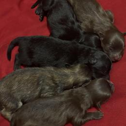 Pomeranian Puppies from Amanda DiMeglio