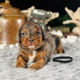 Black boy - Merle male Bernedoodle puppy in Waukesha, Wisconsin from Bernedoodle Boutique (and Cavapoos)