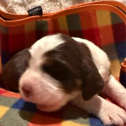 Dolly Paden - Liver white and tan female English Springer Spaniel puppy in Memphis, Tennessee from Lynn Bee Avenue