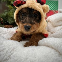 Red Collared Female - Black and tan female Airedale Terrier puppy in Marshallville, Ohio from Anne's Pups