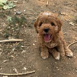 Boy 1 - Red male Cockapoo puppy in Colorado Springs, Colorado from Garrett Doodles