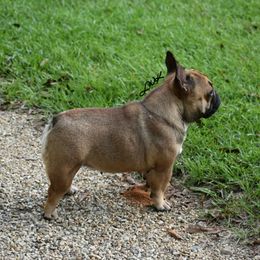 Skadoot - French Bulldog
