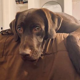 Labrador Retriever All Grown Up from Redfearn Retrievers