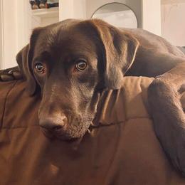 Labrador Retriever All Grown Up from Redfearn Retrievers