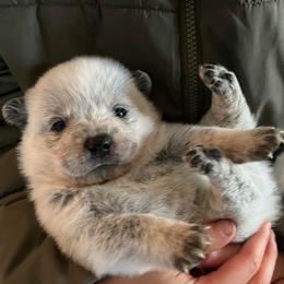 Boy 3 - Blue male Australian Cattle Dog puppy in Irvington, Kentucky from Dry Valley’s Australian Cattle Dogs