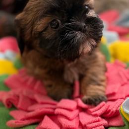 Scarlet - Red female Shih Tzu puppy in Stafford, Virginia from Bayview Pups